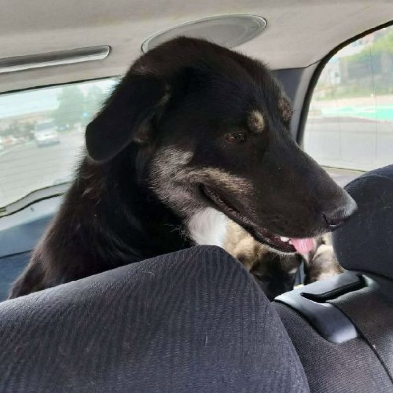 KARA - Chien à adopter