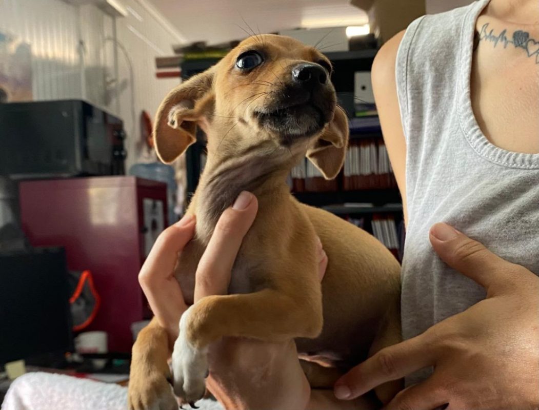 Kikinette - Chien à adopter