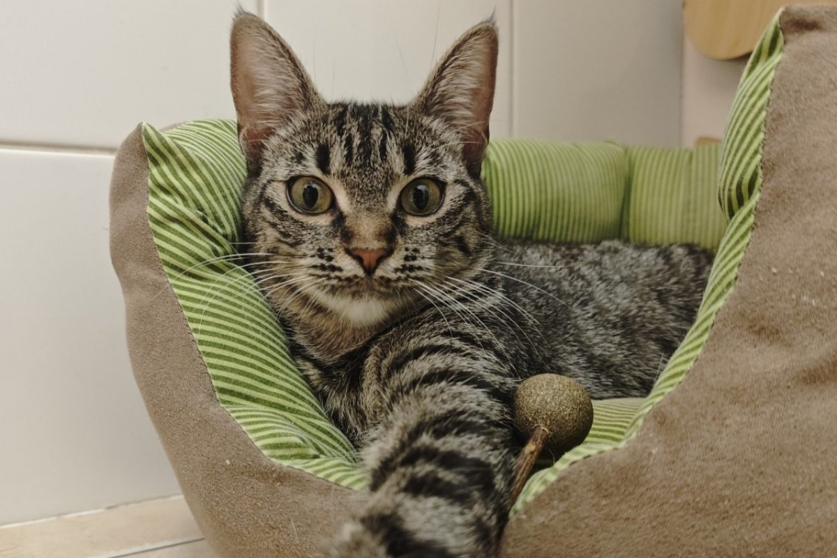 Lumi - Chat Européen à adopter