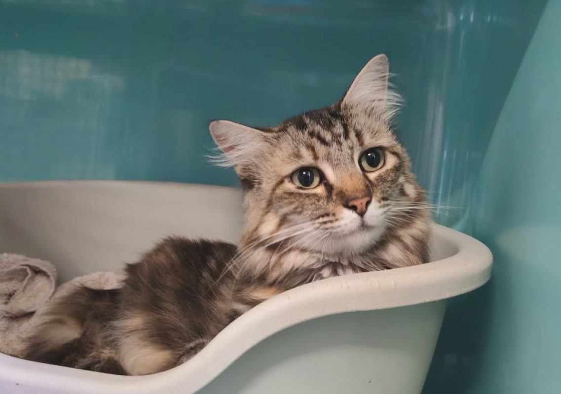 Jaya - Chat Européen à adopter