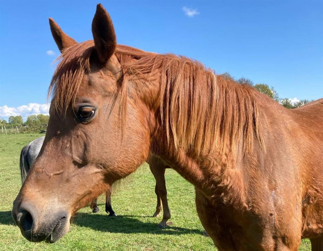 Halwah - Equidé Cheval à adopter