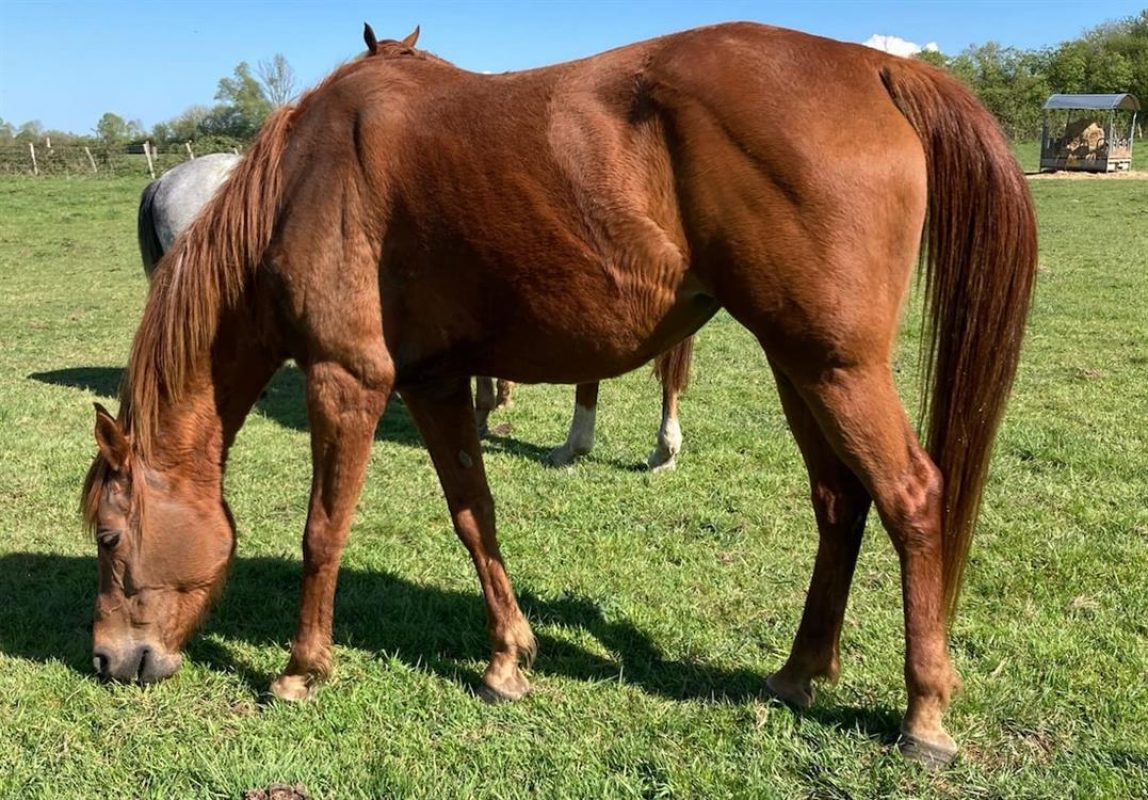 Halwah - Equidé Cheval à adopter - photo 2