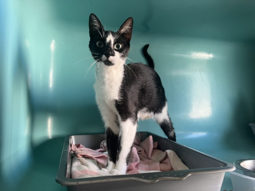 Moon - Chat Européen à adopter