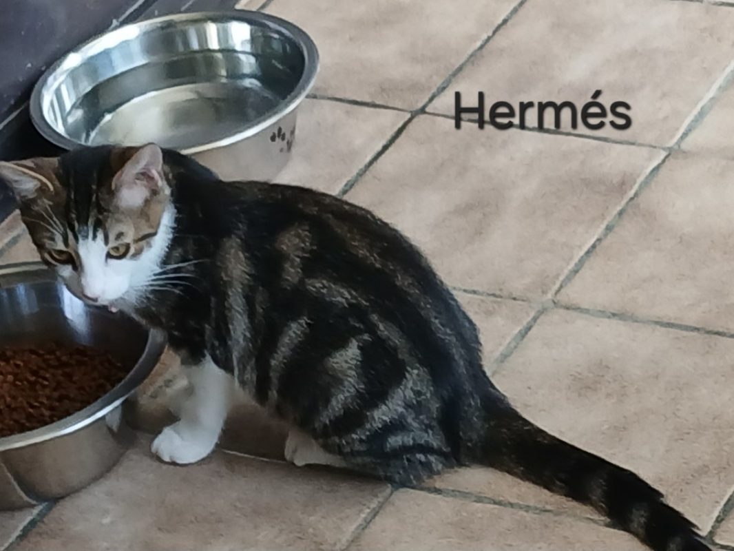 Hermes - Chat Européen à adopter