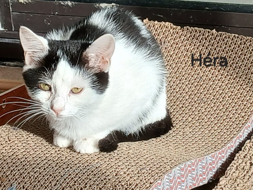Héra - Chat Européen à adopter