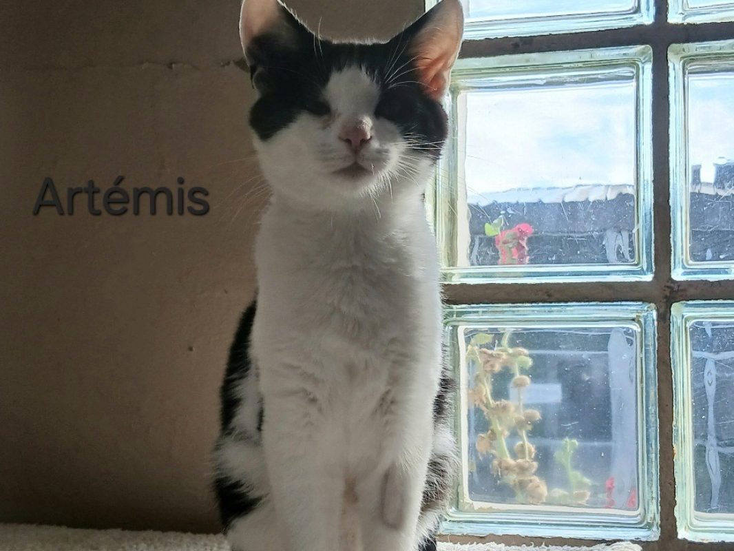 Artémis - Chat Européen à adopter