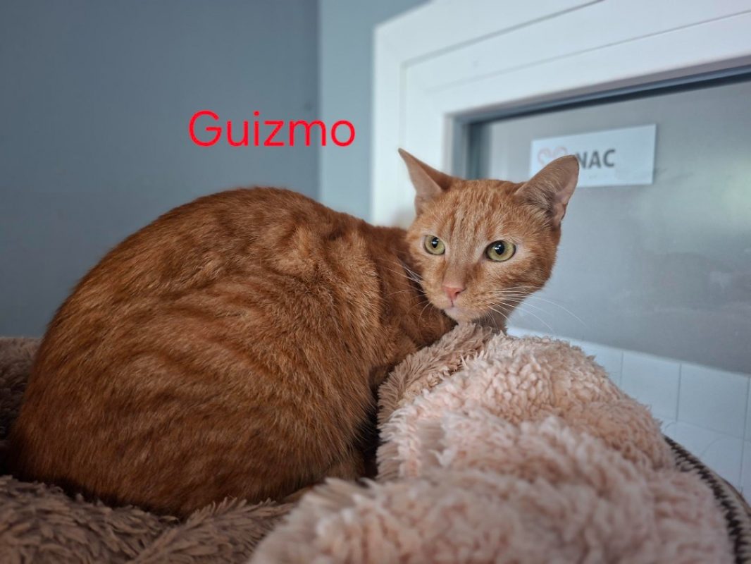 Guizmo - Chat Européen à adopter