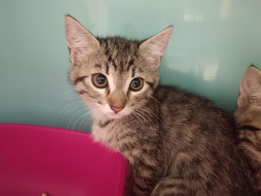 Abeille - Chat Européen à adopter