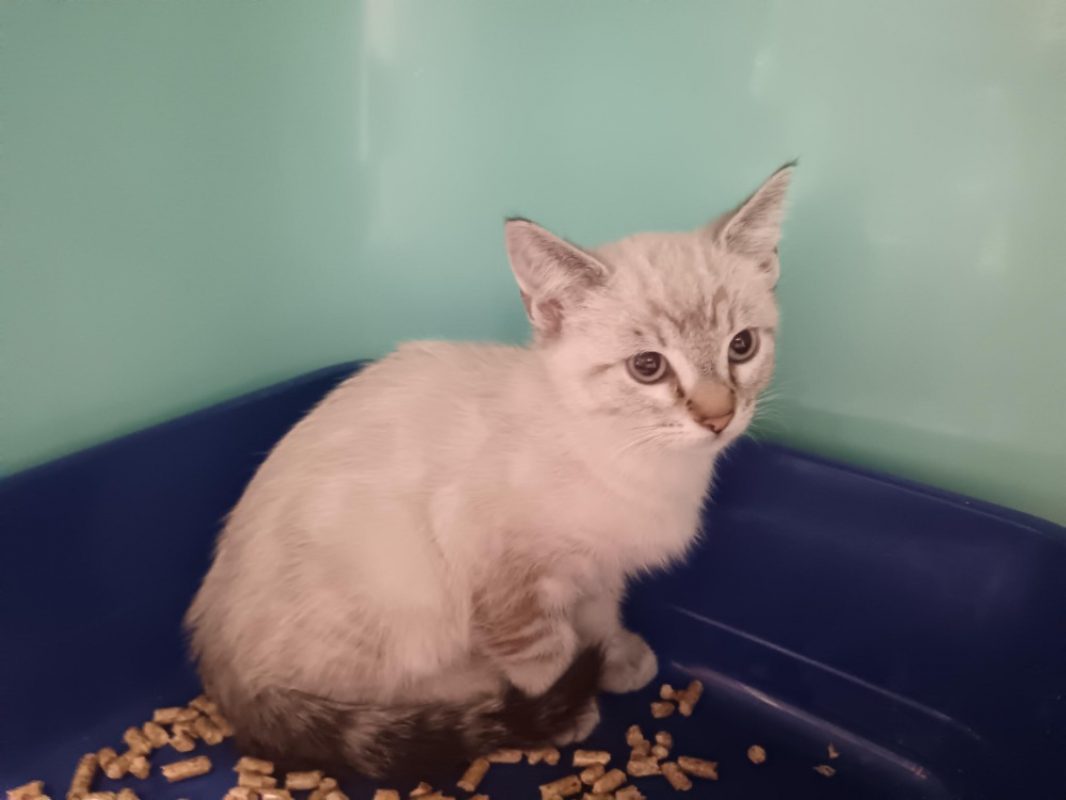 Coccinelle - Chat Européen à adopter