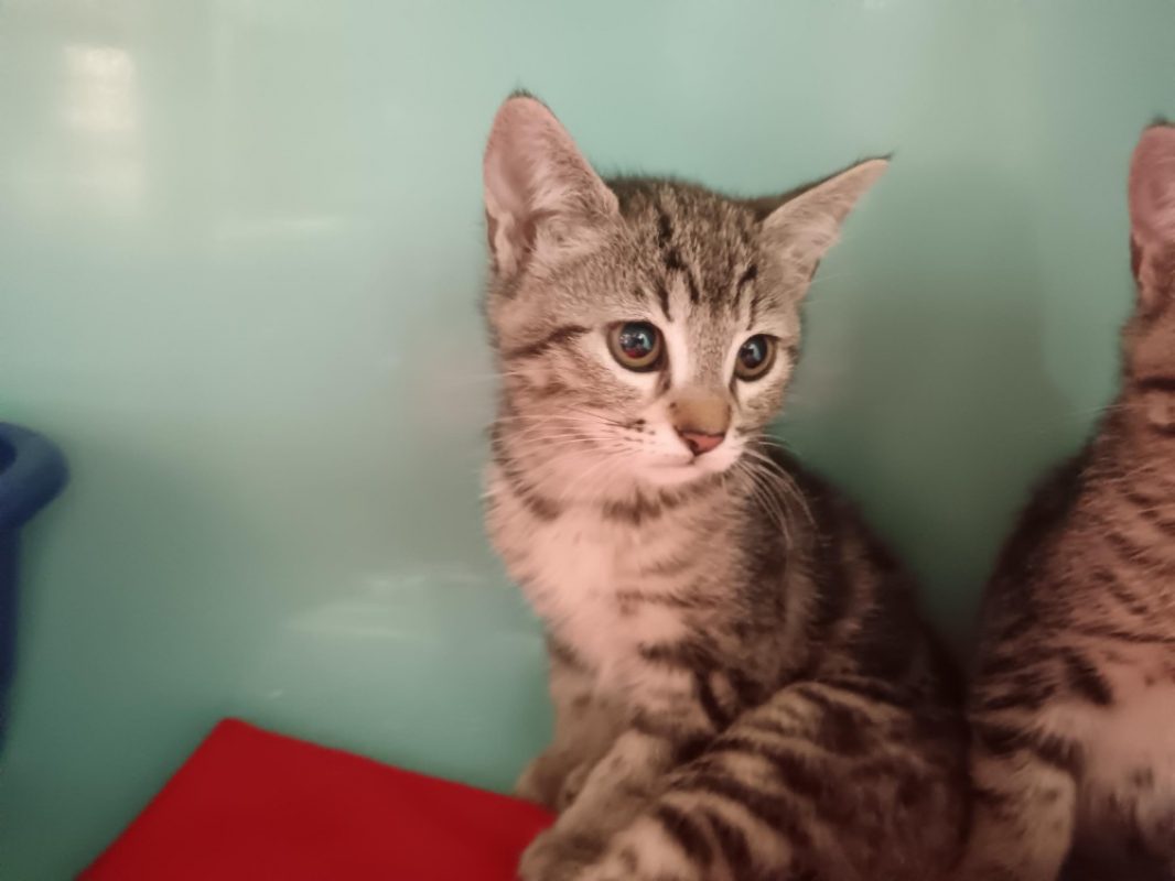 Fourmie - Chat Européen à adopter