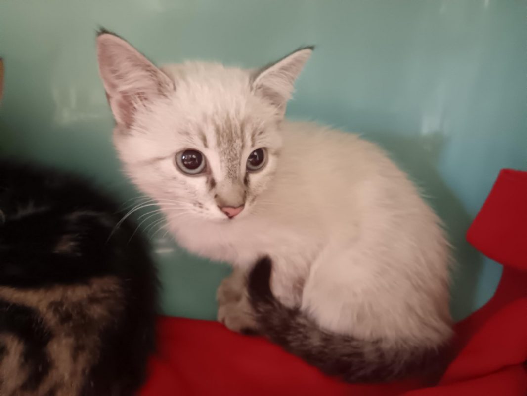 Mouche - Chat Européen à adopter