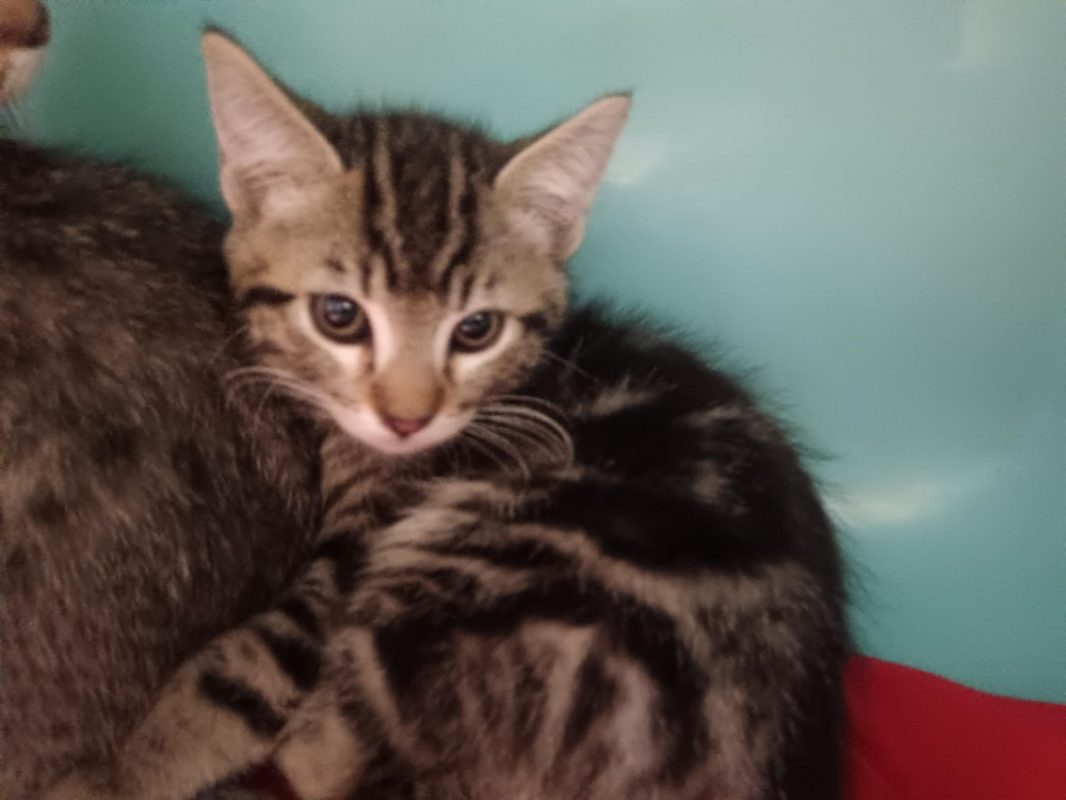 Bourdon - Chat Européen à adopter