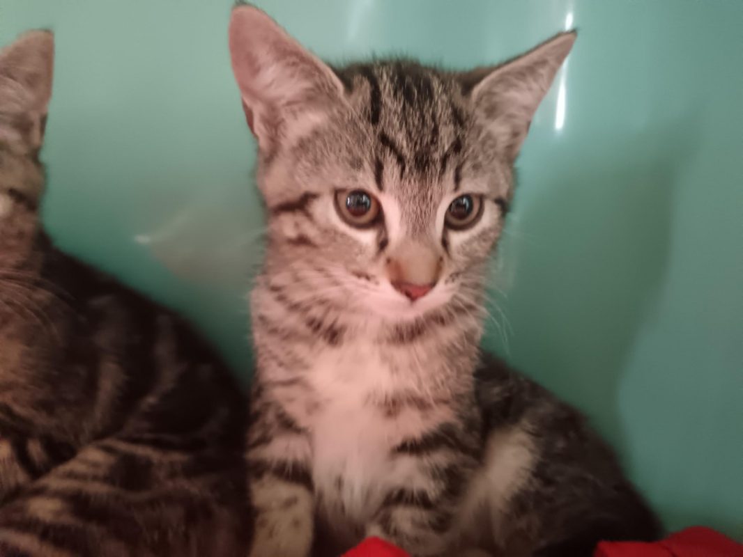 Frelon - Chat Européen à adopter