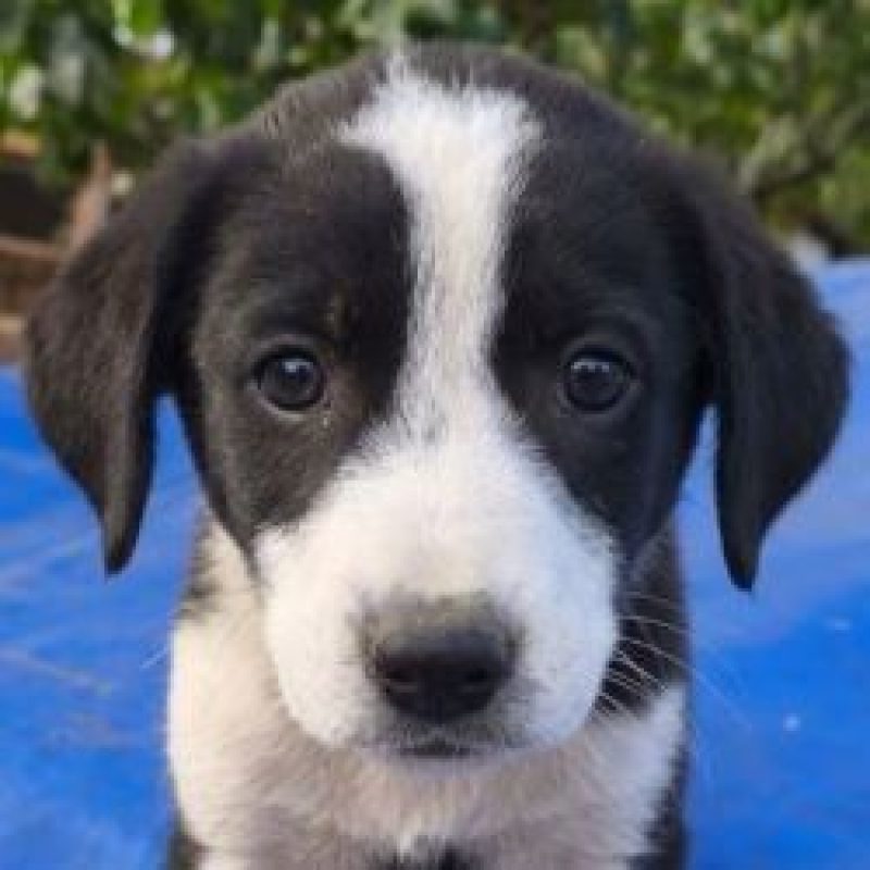 Livia - Chien à adopter - photo 2