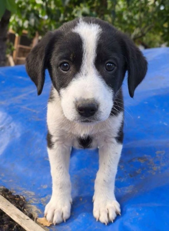 Livia - Chien à adopter