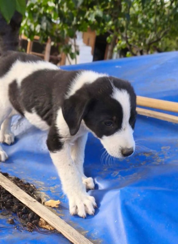 Livia - Chien à adopter - photo 4