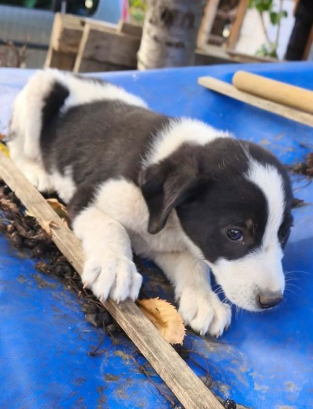 Livia - Chien à adopter - photo 3