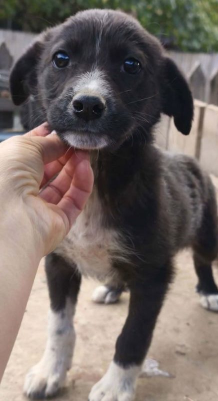 Loïk - Chien à adopter