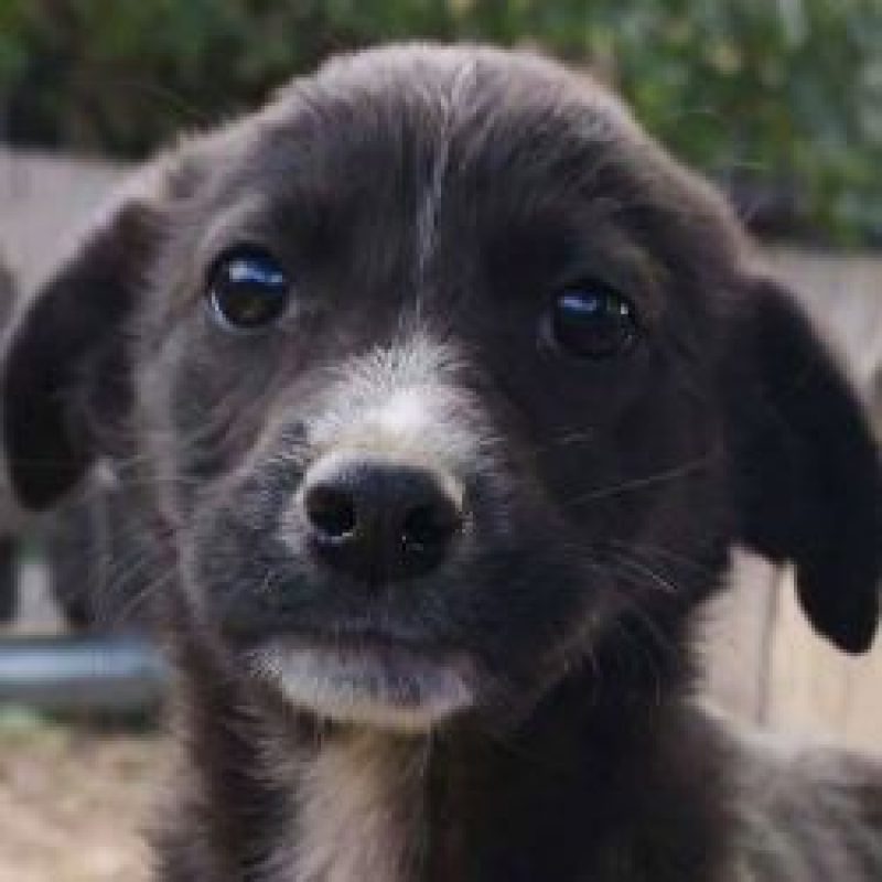 Loïk - Chien à adopter - photo 5