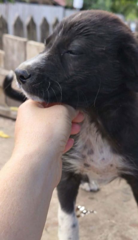 Loïk - Chien à adopter - photo 2