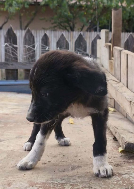 Loïk - Chien à adopter - photo 4