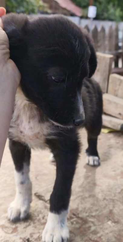 Loïk - Chien à adopter - photo 3