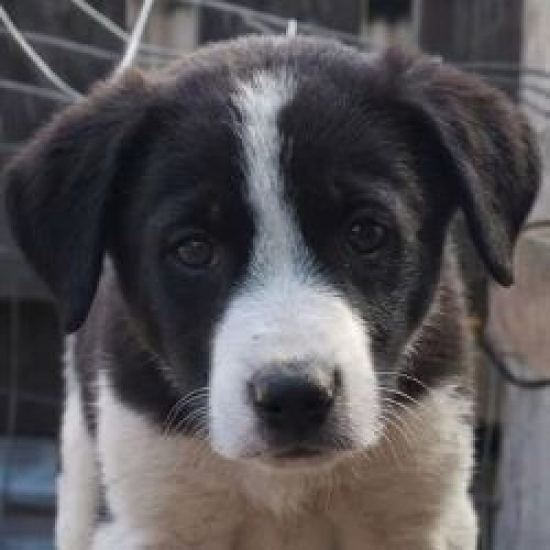 Lobo - Chien à adopter - photo 3