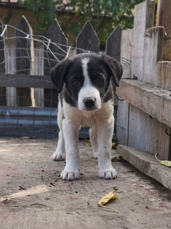Lobo - Chien à adopter