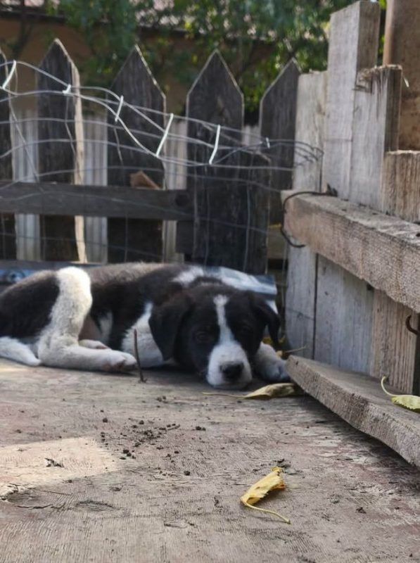 Lobo - Chien à adopter - photo 4