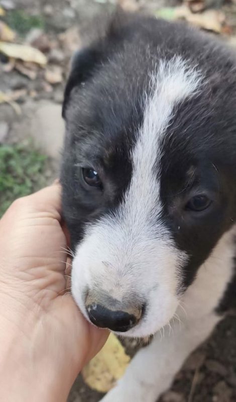 Lobo - Chien à adopter - photo 2