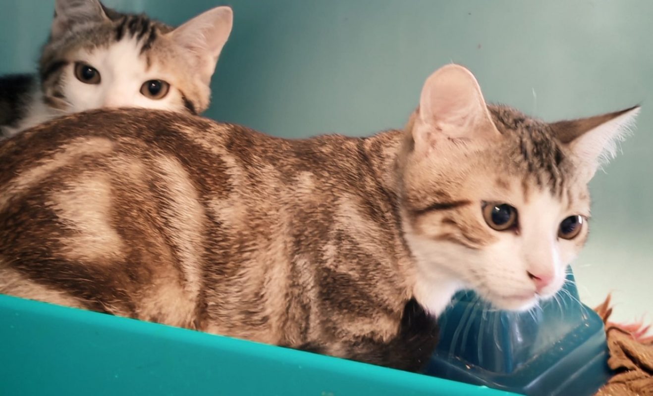 Pancake - Chat Européen à adopter