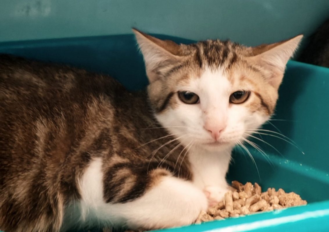 Brioche - Chat Européen à adopter