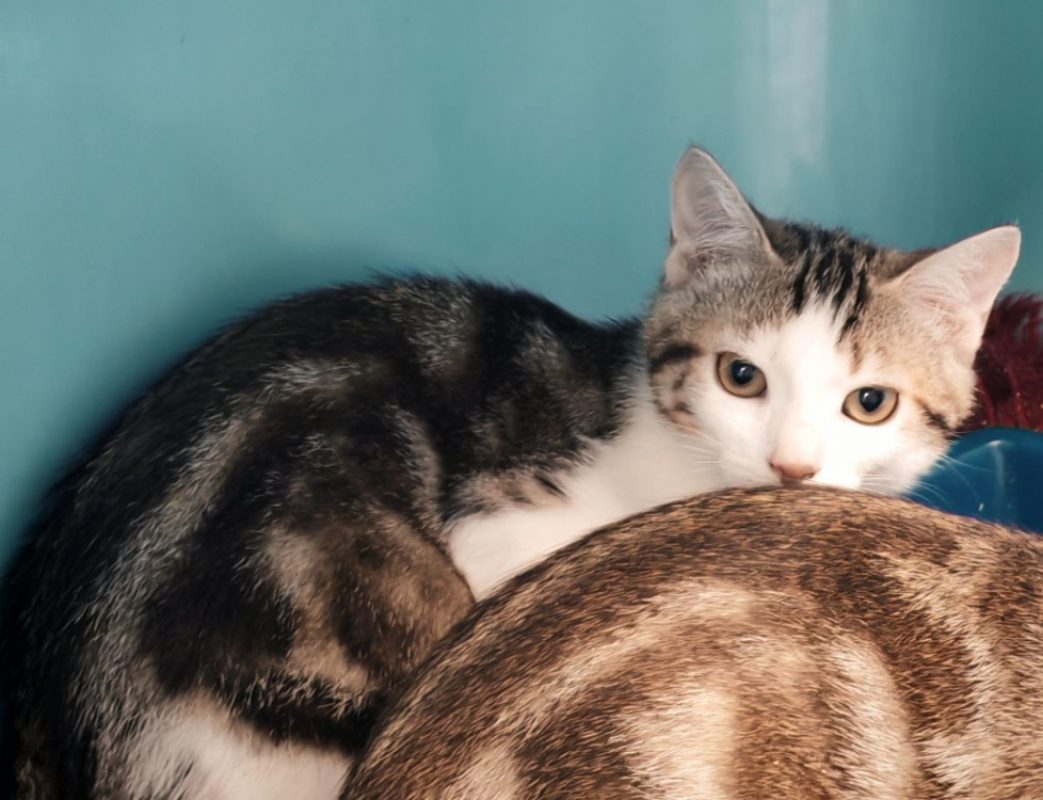Blinis - Chat Européen à adopter