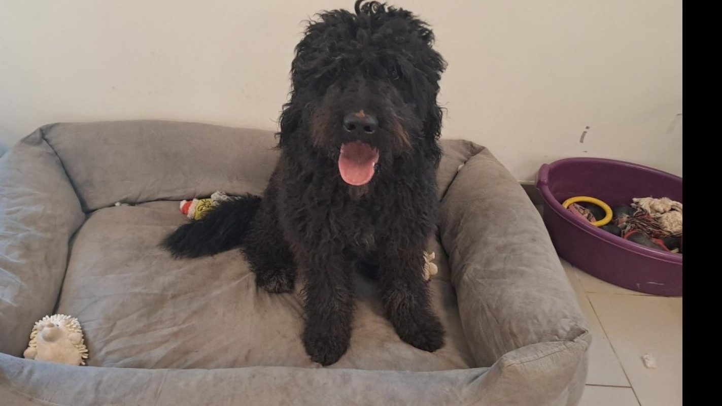 Kakou - Chien à adopter