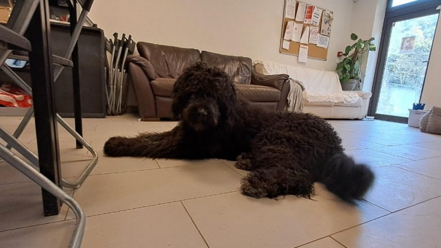 Kakou - Chien à adopter - photo 2