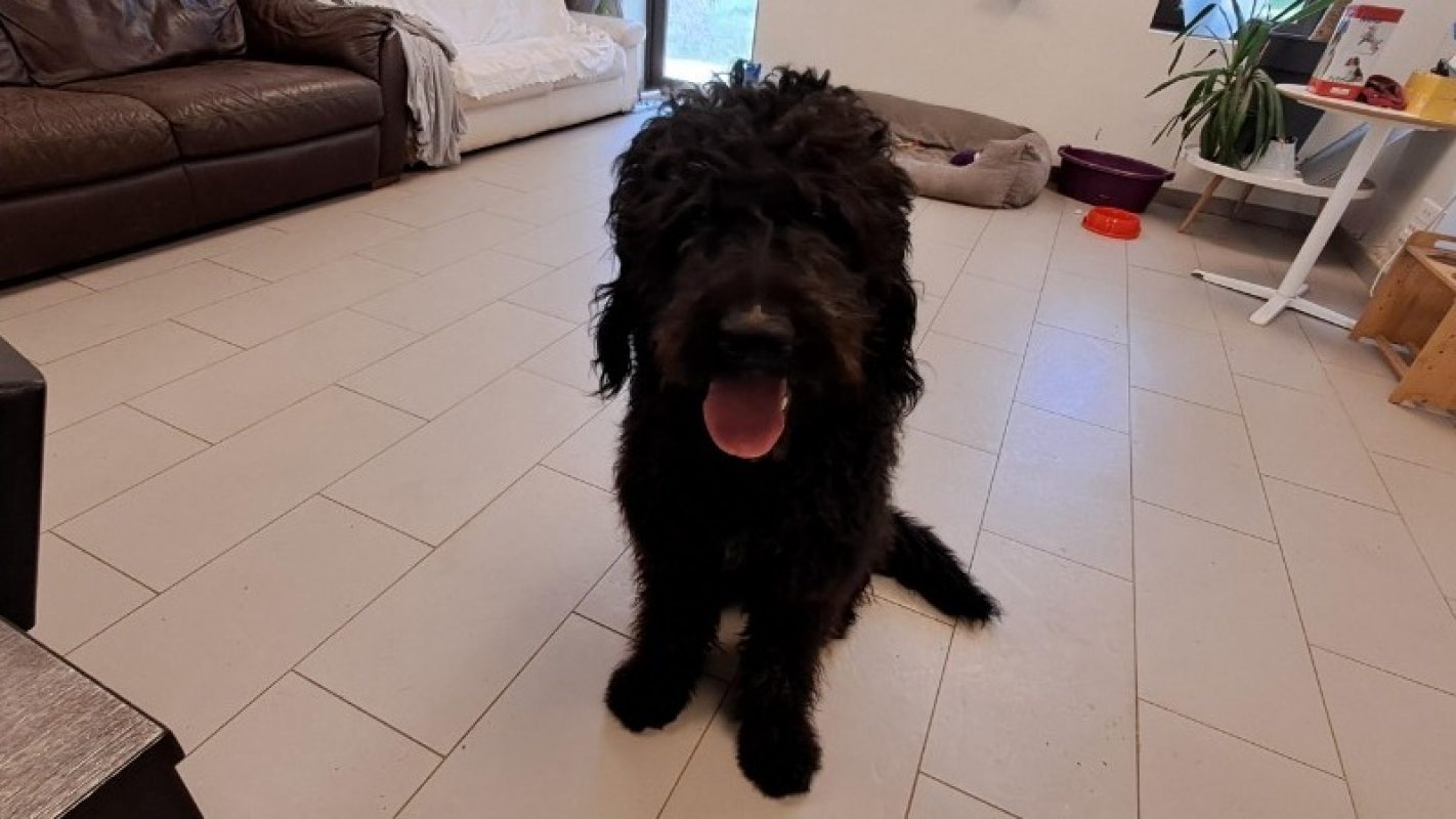 Kakou - Chien à adopter - photo 3