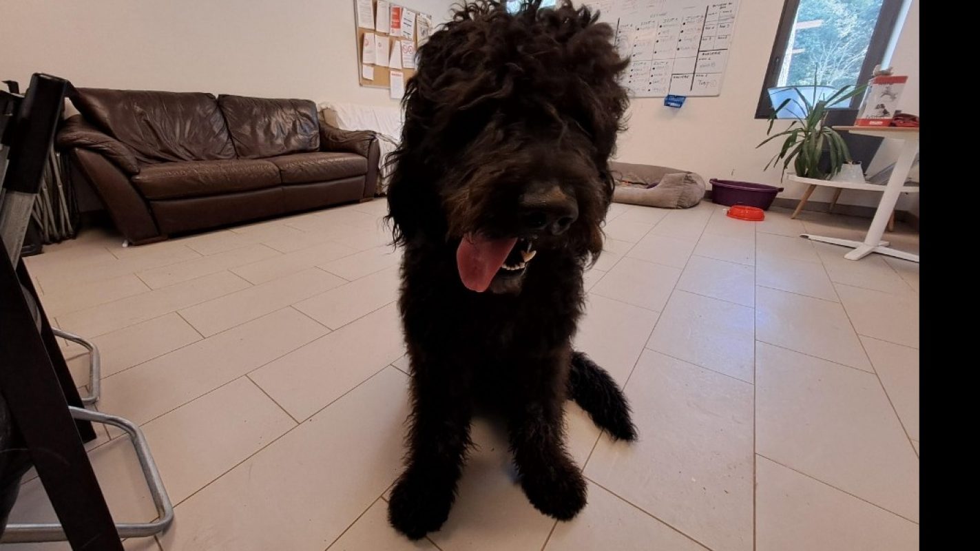 Kakou - Chien à adopter - photo 4