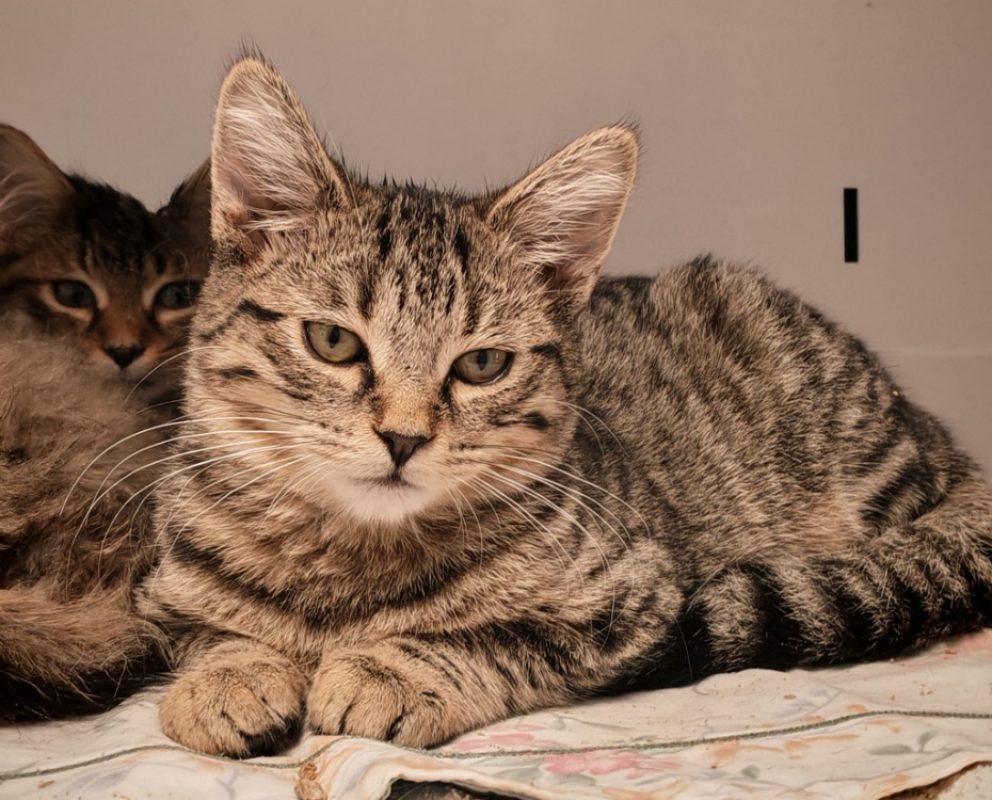 Tallin - Chat Européen à adopter