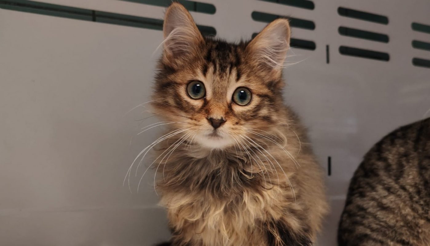 Sofia - Chat Européen à adopter