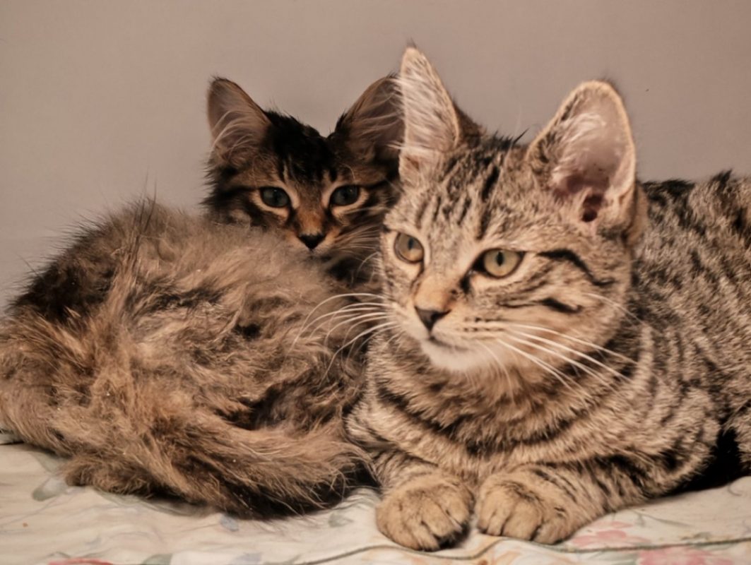 Sofia - Chat Européen à adopter - photo 2