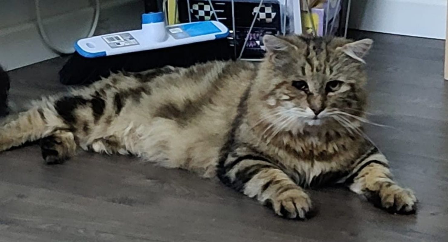 Poupoune - Chat Européen à adopter