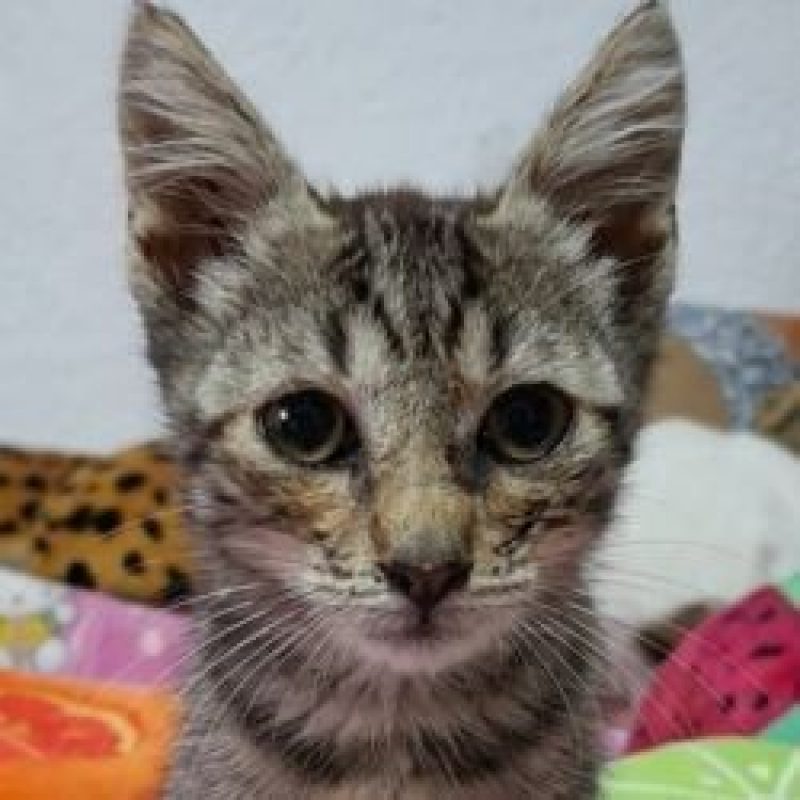 Miraï - Chat à adopter - photo 2