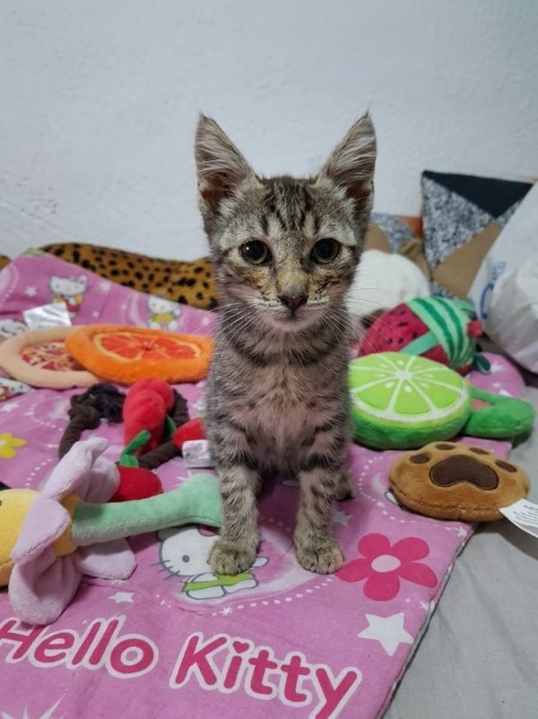 Miraï - Chat à adopter - photo 5