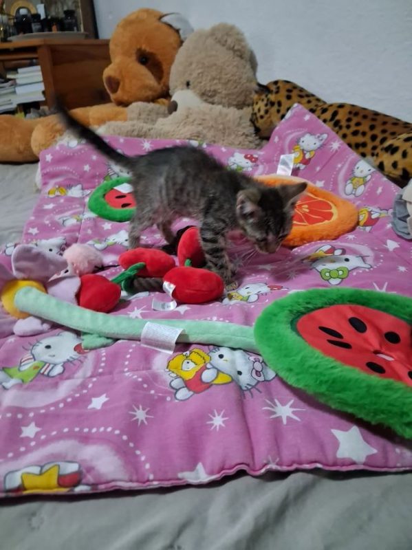 Miraï - Chat à adopter - photo 4