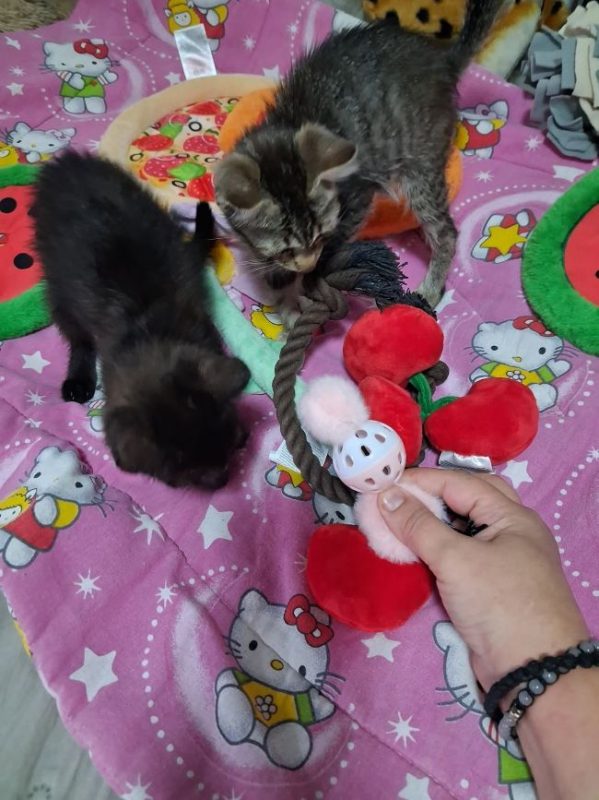 Miraï - Chat à adopter - photo 3