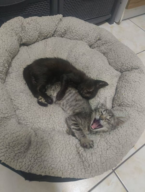 Miraï - Chat à adopter