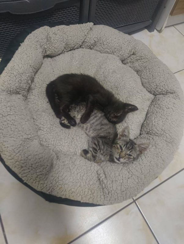 Miraï - Chat à adopter - photo 6