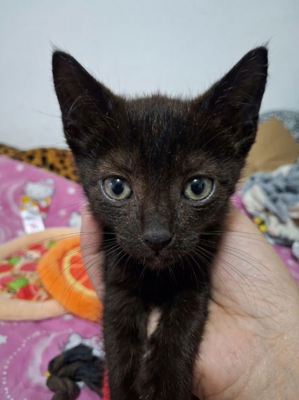 Naji - Chat à adopter