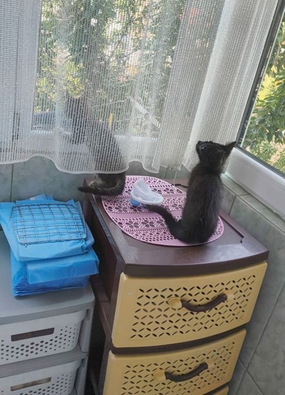 Naji - Chat à adopter - photo 2