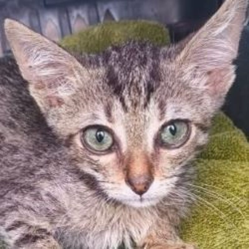 Noodle - Chat à adopter - photo 2